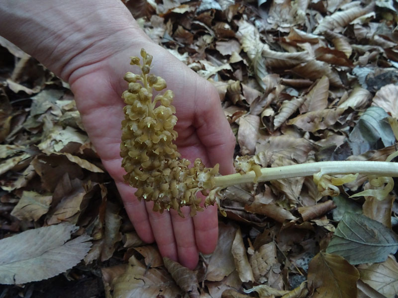 Neottia nidus-avis......dal Trentino